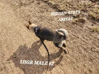 SHGR MALE #2, a male Akita for sale in Mountain Grove, MO – Photo 7 of 10