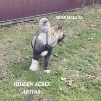 SHGR MALE #2, a male Akita for sale in Mountain Grove, MO – Photo 8 of 10