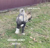 SHGR MALE #2, a male Akita for sale in Mountain Grove, MO – Photo 8 of 10