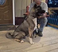 SHGR MALE #1, a male Akita for sale in Mountain Grove, MO – 1 of 9