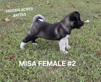 MISA FEMALE #2, a female Akita for sale in Mountain Grove, MO – 5 of 10