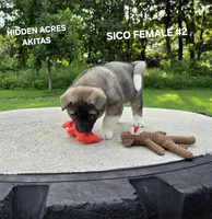 SICO FEMALE #2, a female Akita for sale in Mountain Grove, MO – 4 of 10