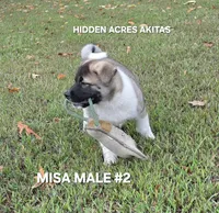 MISA MALE #2, a male Akita for sale in Mountain Grove, MO – 3 of 10