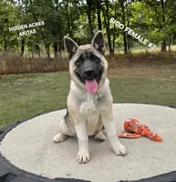 SICO FEMALE #2, a female Akita for sale in Mountain Grove, MO – 5 of 10
