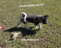 MISA FEMALE #3, a female Akita for sale in Mountain Grove, MO – 3 of 10