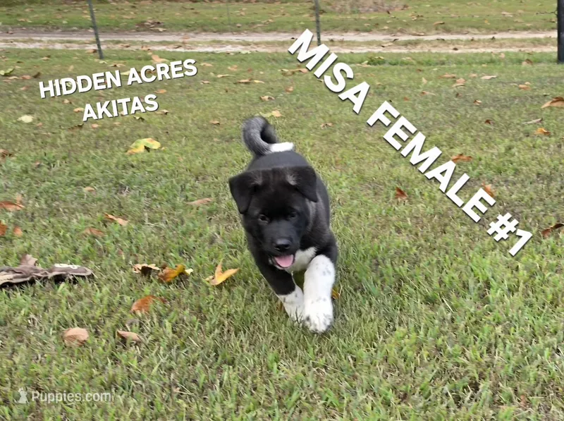 MISA FEMALE #1 – Akita puppy for sale in Mountain Grove, MO