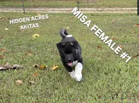 MISA FEMALE #1, a female Akita for sale in Mountain Grove, MO – 1 of 10