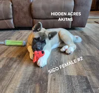 SICO FEMALE #2, a female Akita for sale in Mountain Grove, MO – 6 of 10