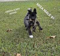 MISA NALE #1, a male Akita for sale in Mountain Grove, MO – 7 of 9
