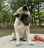 SICO FEMALE #2, a female Akita for sale in Mountain Grove, MO – 6 of 10