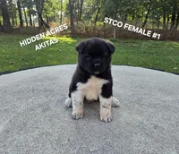 STCO FEMALE #1, a female Akita for sale in Mountain Grove, MO – 5 of 10