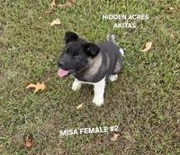 MISA FEMALE #2, a female Akita for sale in Mountain Grove, MO – 3 of 10
