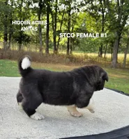 STCO FEMALE #1, a female Akita for sale in Mountain Grove, MO – 2 of 10