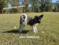 MISA FEMALE #3, a female Akita for sale in Mountain Grove, MO – 5 of 10