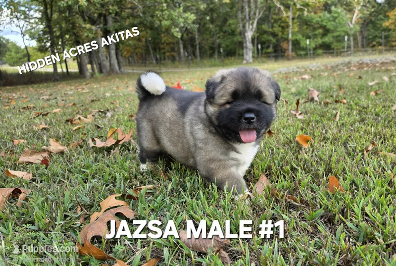 JAZSA MALE #1 – Akita puppy for sale in Mountain Grove, MO