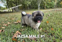 JAZSA MALE #1, a male Akita for sale in Mountain Grove, MO – 1 of 10