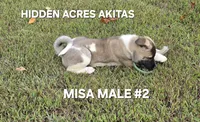 MISA MALE #2, a male Akita for sale in Mountain Grove, MO – 4 of 10
