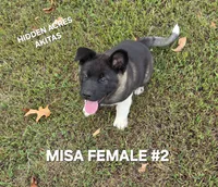 MISA FEMALE #2, a female Akita for sale in Mountain Grove, MO – 7 of 10
