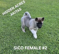 SICO FEMALE #2, a female Akita for sale in Mountain Grove, MO – 8 of 10
