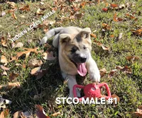 STCO MALE #1, a male Akita for sale in Mountain Grove, MO – 9 of 10