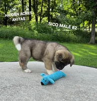 SICO MALE #2, a male Akita for sale in Mountain Grove, MO – 3 of 10