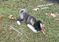 MISA FEMALE #2, a female Akita for sale in Mountain Grove, MO – 4 of 10