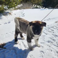 LS MALE #1, a male Akita for sale in Mountain Grove, MO – Photo 4 of 10