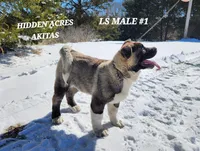 LS MALE #1, a male Akita for sale in Mountain Grove, MO – Photo 5 of 10