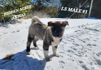 LS MALE #1, a male Akita for sale in Mountain Grove, MO – Photo 3 of 10