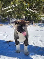 LS MALE #1, a male Akita for sale in Mountain Grove, MO – Photo 7 of 10