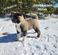 LS MALE #1, a male Akita for sale in Mountain Grove, MO – Photo 9 of 10