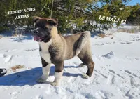 LS MALE #1, a male Akita for sale in Mountain Grove, MO – Photo 1 of 10