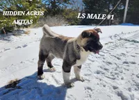 LS MALE #1, a male Akita for sale in Mountain Grove, MO – Photo 2 of 10