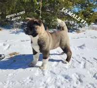 LS MALE #1, a male Akita for sale in Mountain Grove, MO – Photo 6 of 10