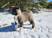 LS MALE #1, a male Akita for sale in Mountain Grove, MO – Photo 10 of 10