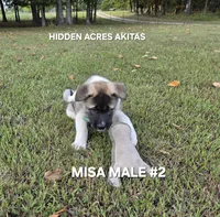 MISA MALE #2, a male Akita for sale in Mountain Grove, MO – 7 of 10