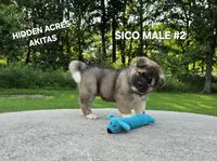 SICO MALE #2, a male Akita for sale in Mountain Grove, MO – 2 of 10