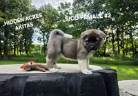 SICO FEMALE #2, a female Akita for sale in Mountain Grove, MO – 10 of 10