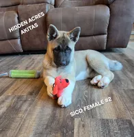 SICO FEMALE #2, a female Akita for sale in Mountain Grove, MO – 4 of 10