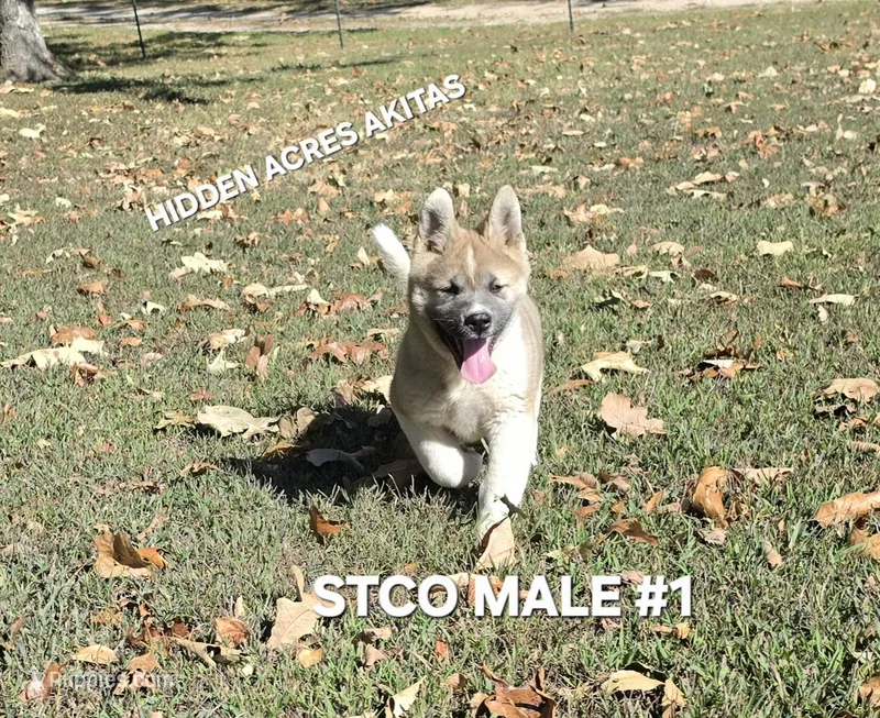 STCO MALE #1 – Akita puppy for sale in Mountain Grove, MO