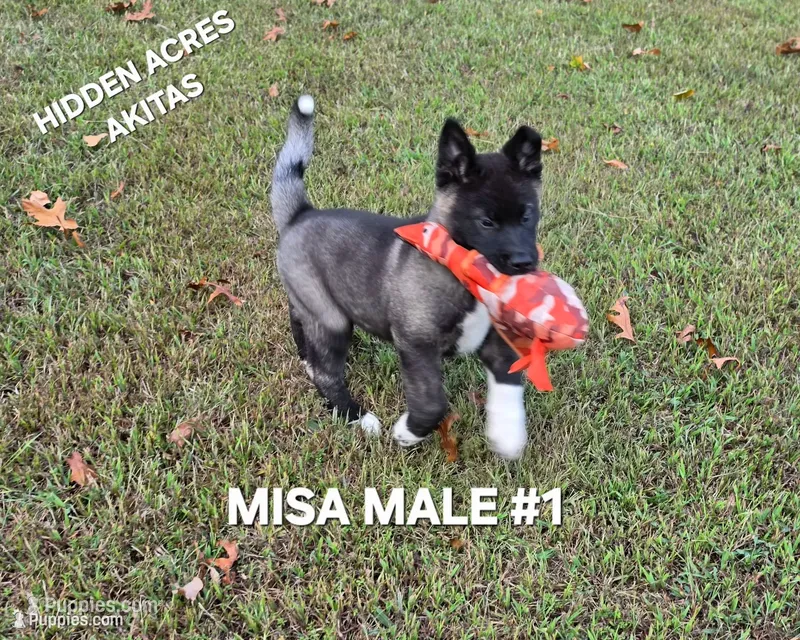 MISA NALE #1 – Akita puppy for sale in Mountain Grove, MO