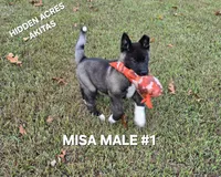 MISA NALE #1, a male Akita for sale in Mountain Grove, MO – 3 of 9