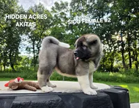 SICO FEMALE #2, a female Akita for sale in Mountain Grove, MO – 7 of 10