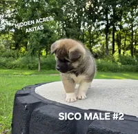 SICO MALE #2, a male Akita for sale in Mountain Grove, MO – 9 of 10