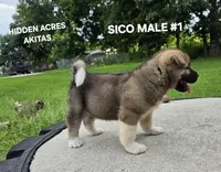 SICO MALE #1, a male Akita for sale in Mountain Grove, MO – 2 of 10