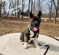 SHGR MALE #1, a male Akita for sale in Mountain Grove, MO – Photo 1 of 9