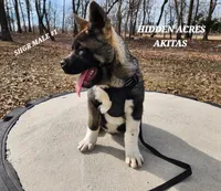 SHGR MALE #1, a male Akita for sale in Mountain Grove, MO – Photo 3 of 9