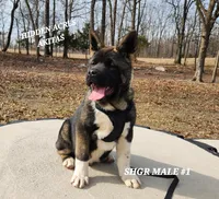 SHGR MALE #1, a male Akita for sale in Mountain Grove, MO – Photo 7 of 9