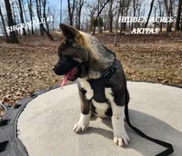 SHGR MALE #1, a male Akita for sale in Mountain Grove, MO – Photo 2 of 9