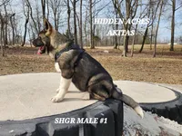 SHGR MALE #1, a male Akita for sale in Mountain Grove, MO – Photo 9 of 9